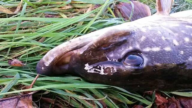 Snoek met kortere bovenkaak als onderkaak..!!!